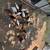 Chickens 6 thumbnail