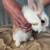 Bunnies! 3 thumbnail