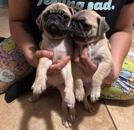 Pug (Compton)63893601132034121