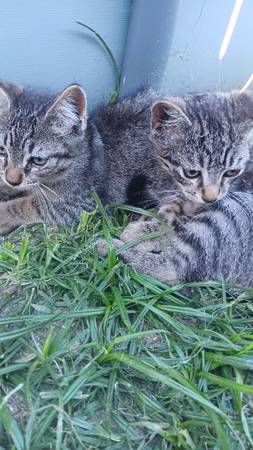 Kittens $5 rehoming fee63873028665601122