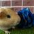 Guinea pig Male (Savethepetz) 13 thumbnail