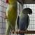 Indian ringneck 4 thumbnail