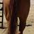 APHA red dun mare 5 thumbnail
