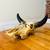 HORN STEER SKULL  BULL BISON HORN MOUNTED HEAD 2 thumbnail