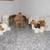 Collection of Stuffed Animals 2 thumbnail