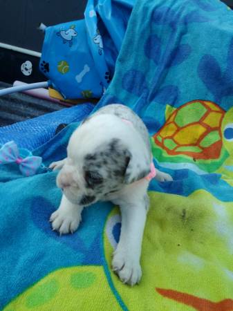 Cachorros OEB (Wheatland)63976604517378120