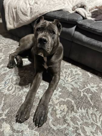 Franko Cane Corso Stud63914315273987121