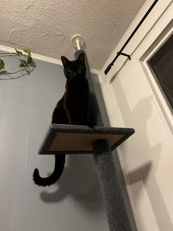 FREE 2 y/o black cat (Silver Lake)63877736346497122
