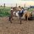 Nigerian Dwarf Buckling 2 thumbnail
