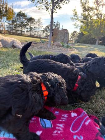 F1 Goldendoodles (Mitchell)64308918826243123