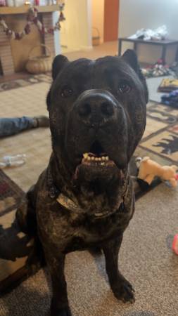 Rehoming Cane Corso 1