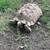 Big tortoise 1 thumbnail