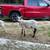 Sheep 2 thumbnail