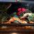 Ball Python 3 thumbnail