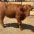 Mini cattle — Mini Donkeys — Mini Horses 3 thumbnail