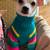 White Chihuahua Mix – 1 Year Old Dog / Puppy 2 thumbnail