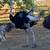 Ostriches 2 thumbnail