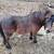 2 mini ponies (mare/stud) 7 thumbnail