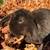 Rabbits 21 thumbnail