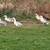 Starter flock 27 ducks read desc 6 thumbnail