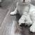 Scottish Kittens 3 thumbnail