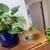 Super Healthy Pothos Plants in Blue Ceramic w/ Built-in Saucer 3 thumbnail