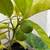 A fruiting Orange Tree Valencia, Organic and healthy 2 thumbnail