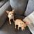 Female Chihuahua puppy 1 thumbnail