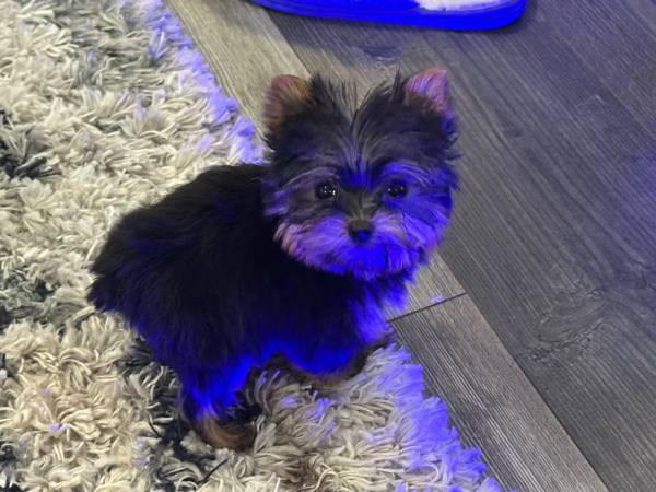 Yorkie pup 1