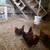 Laying hens 11 thumbnail