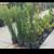 Horsetail Grass 1 thumbnail
