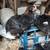 Young Roosters Purebreeds and Barnyard Mixes 4 thumbnail