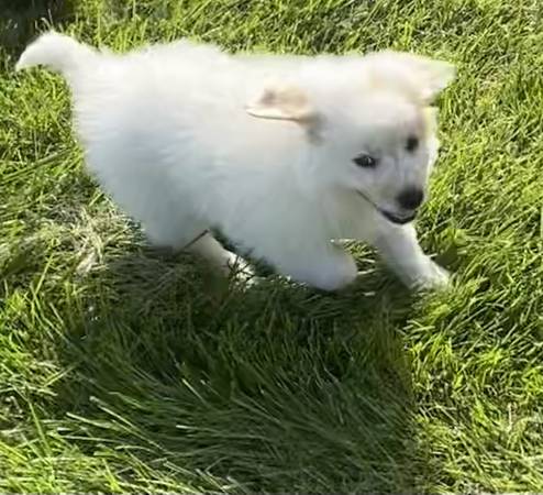Great Pyrenees pup63978044320899121