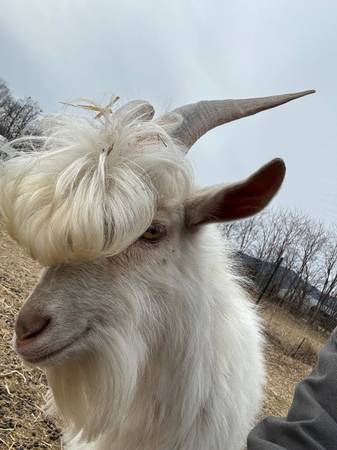 Unproven Adorable Buckling 1