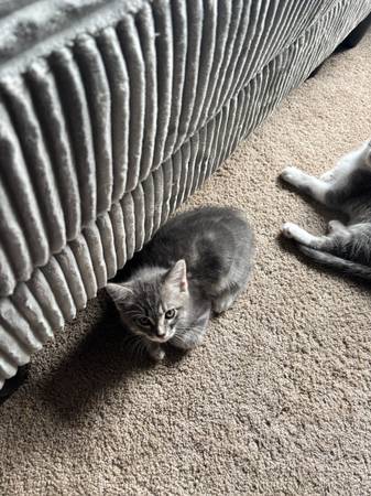 Kitten (Marysville)606385659729694724