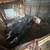 Potbelly pigs 2 thumbnail
