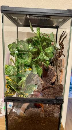 Tarantulas 1