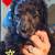 Standard poodle puppy 2 thumbnail