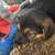 Shepard mix puppies 6 weeks old 10 thumbnail