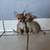 Rehoming Chihuahua Mix Pups 6 thumbnail