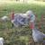 Turkey poults for sale. Blue Slate/Crosses 3 thumbnail