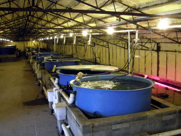 Farmette/ Dog kennel/ Hatchery Koi 1