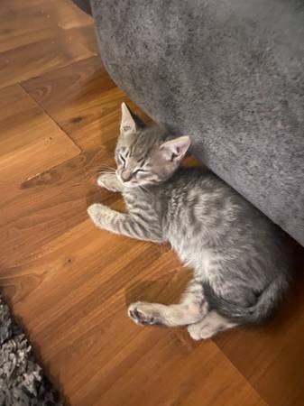 9 week old male kitten needs rehoming. (Renton)63853558763393120