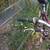 specialized crossroads 13 thumbnail