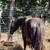 Gelding 4 thumbnail
