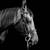 Automotive, Equine and Canine Photography 10 thumbnail