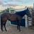 Chestnut ranch mare 2 thumbnail