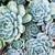 SUCCULENTS: Echeveria and other plants for sale: Large Variety $5 each 10 thumbnail