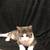 Sweet kittens in need of homes due to care of handicap family member 13 thumbnail