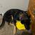 German Shepherd free 1 thumbnail